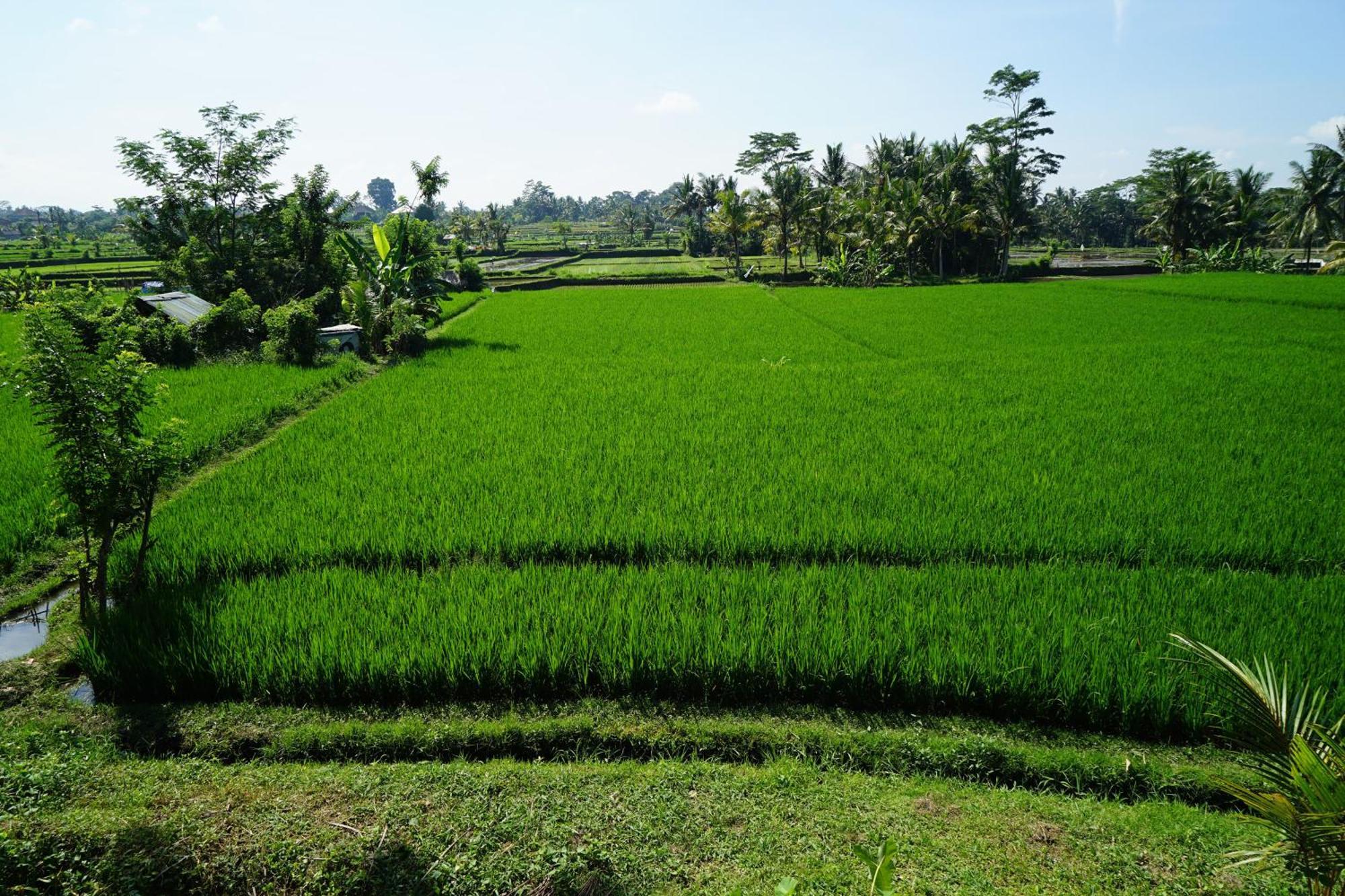 Santun Luxury Private Villas Ubud Rom bilde